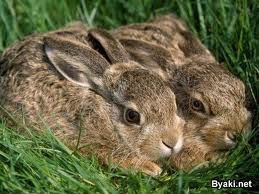 Ольга Мякотина