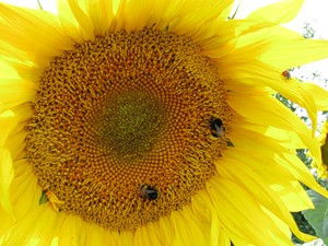 Валентина Климченко