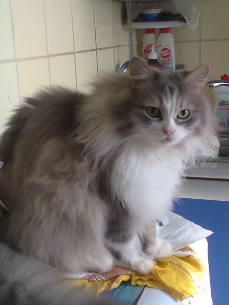 Алексей Ефремов