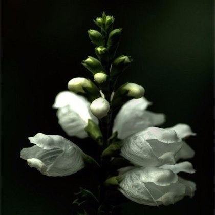 Дана Мамбетова