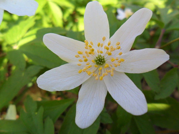 Надежда Шишкова