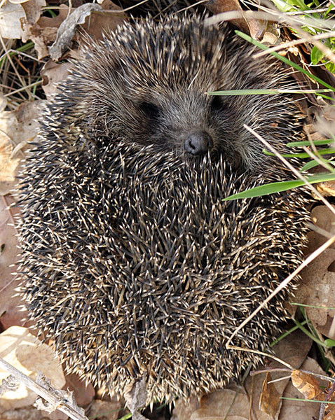 Ольга Прибыткова