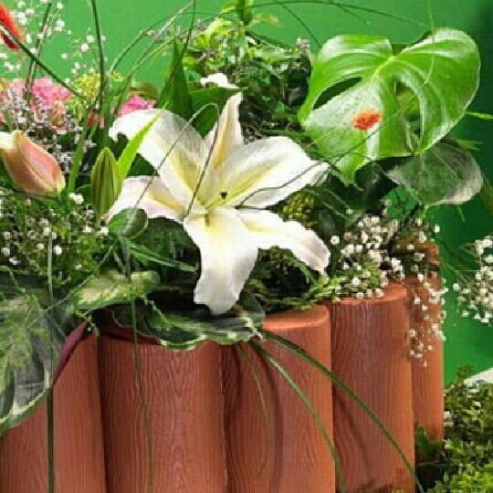 Галина Дмитриева