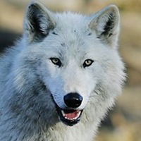 Дмитрий Жеребцов