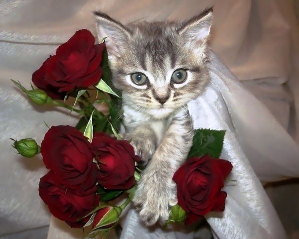 Сергей Храмцов