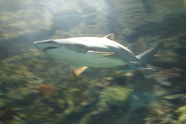 Максим Якутин