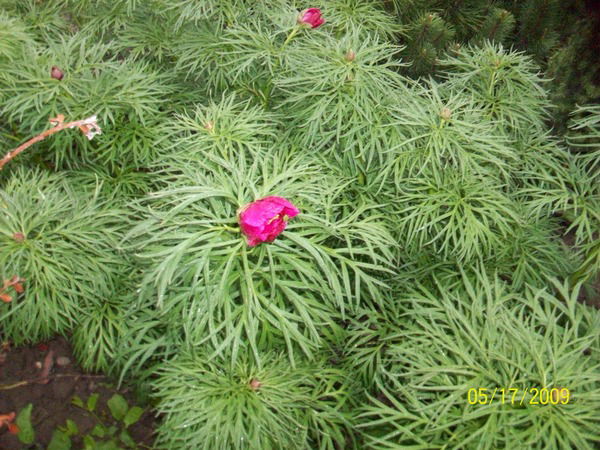 Наталья Сивкова (Будник)