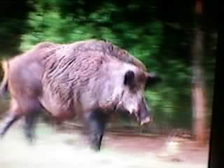 Анатолий Норошьян