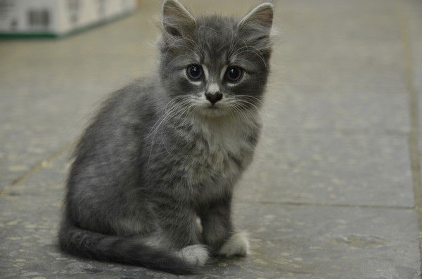 Фархад Сайдуллаев