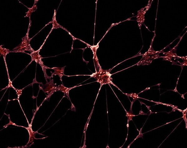 Данила Шувалов