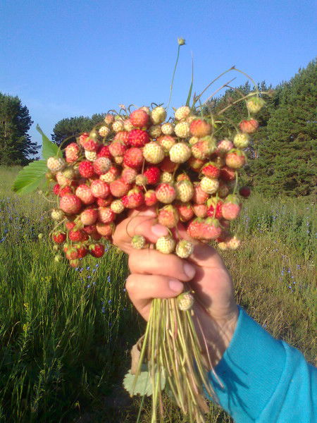 Ольга Дербилова