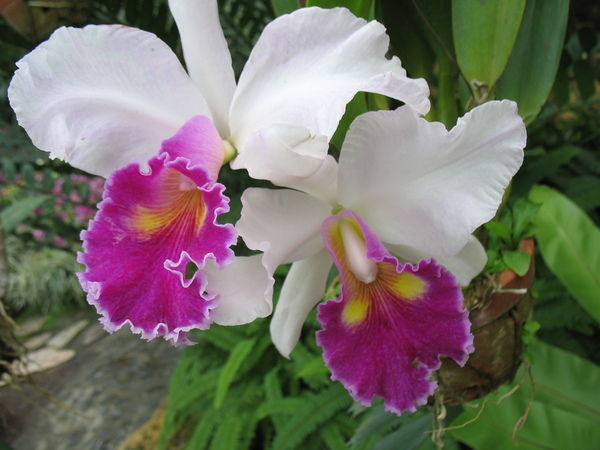 Ольга Оленька