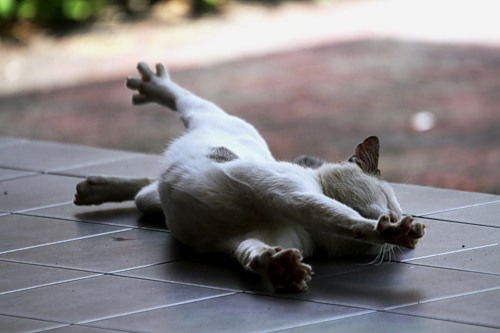 Александра Романовская