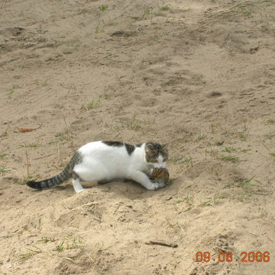 Андрей Антипинский