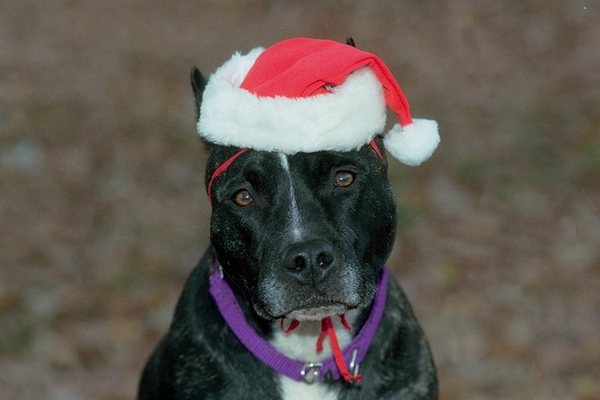 Димитрий Тюрин