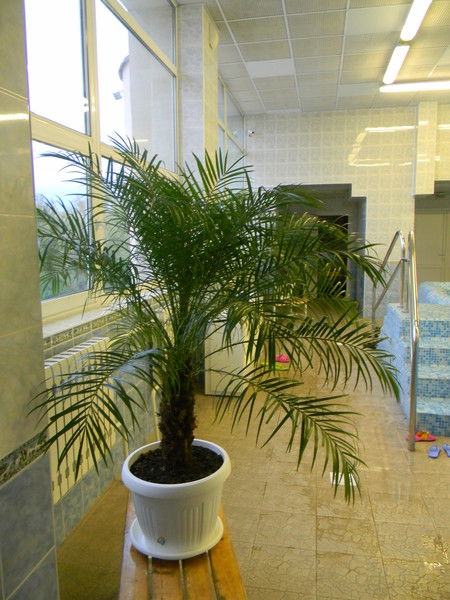 Мау Гфок "алмаз" Г. Салават