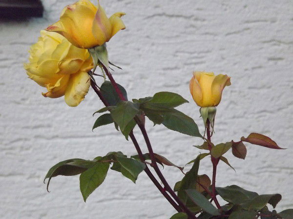 Галина Бурлакова