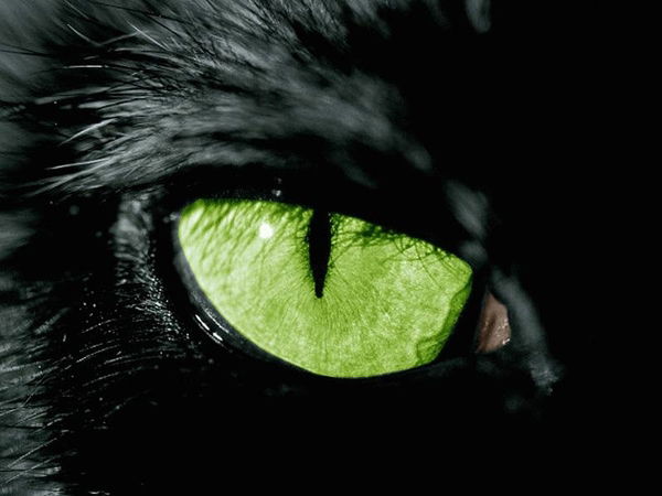 Андрей Никулин