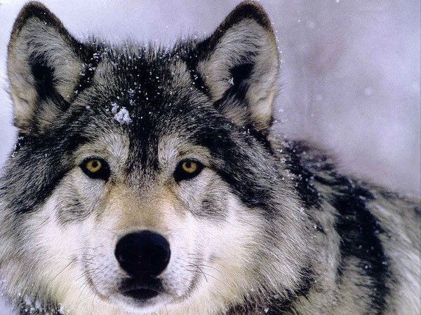 Александр Киреев