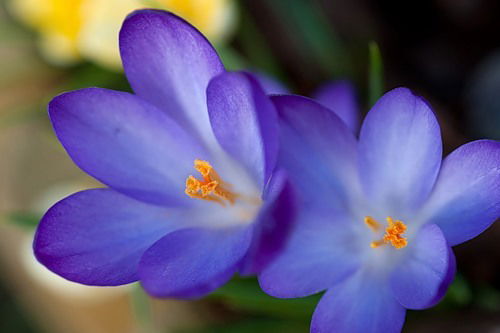 Алена Голдыцкая