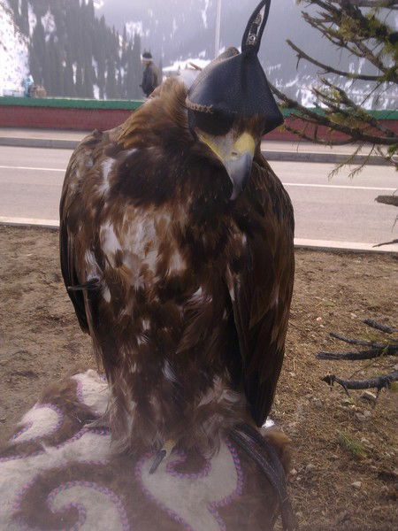 Амандык Беккалиев