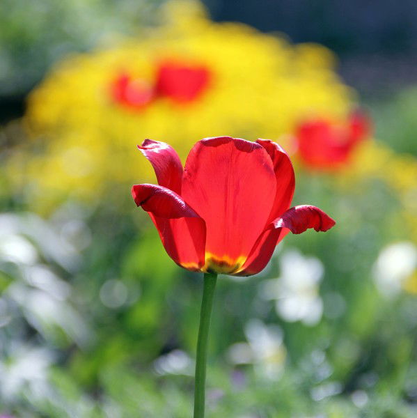 Светлана Булыгина