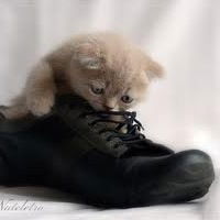 Дарья Шарапова