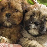 Евгений Евменов