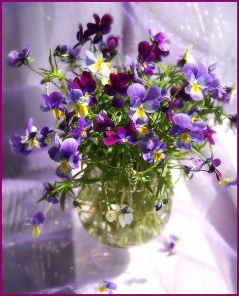 Елена Сорокина