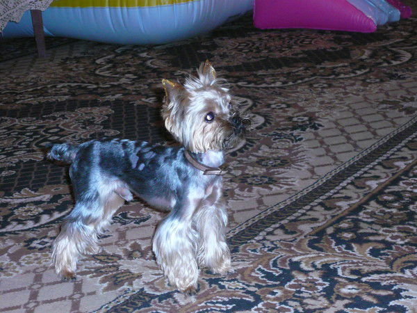 Анна Царькова