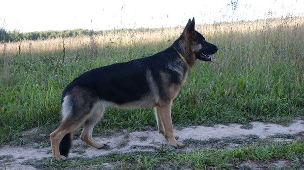 Ася Соловьева