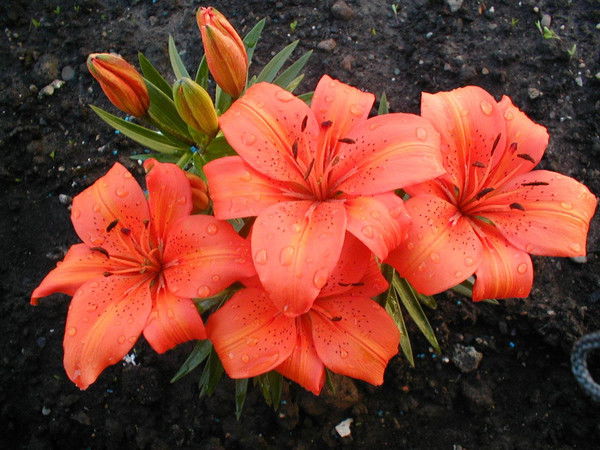 Марина Остапенко