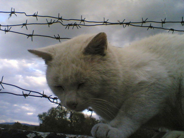 Тарас Бульба