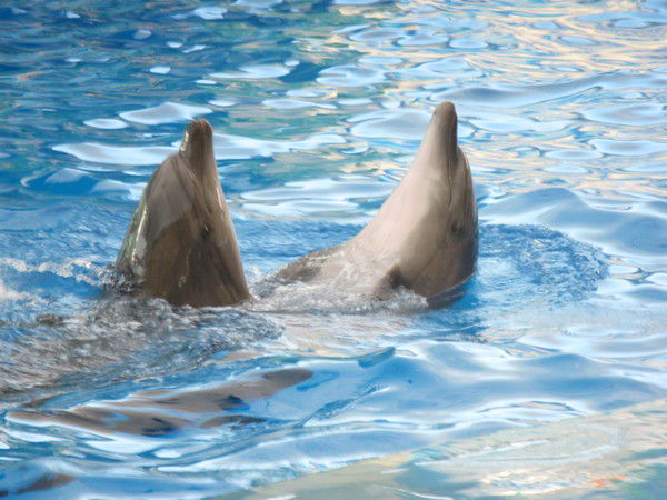 Екатерина *