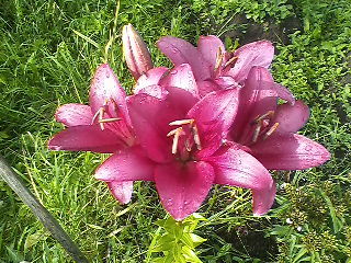 Александра Вершинина