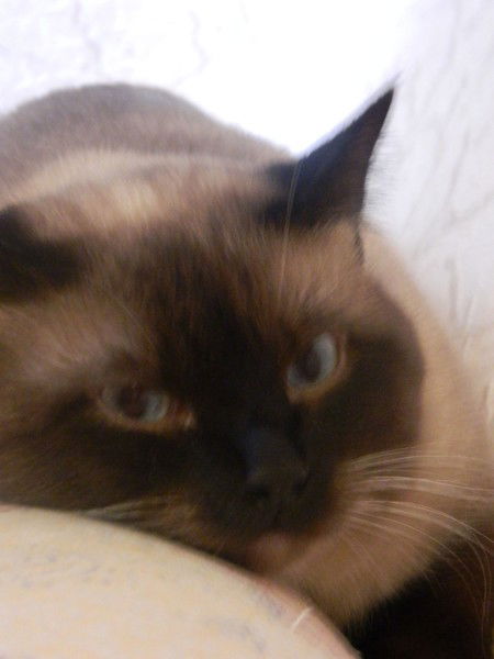 Дмитрий Александрович