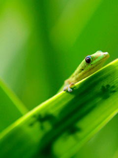 Аслан Тюбеев