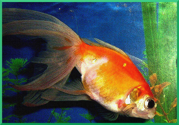 Марина Сальникова