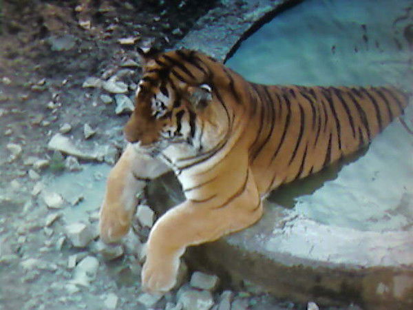 Ольга Немцова