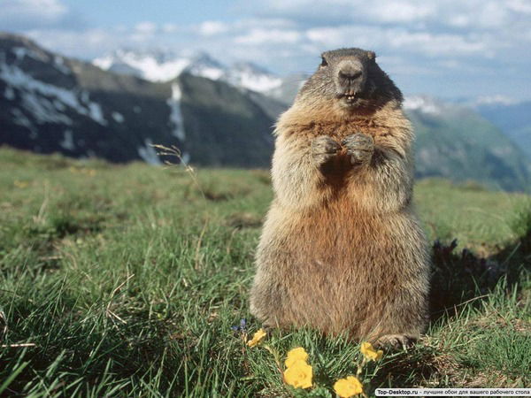 Алена Алексеева