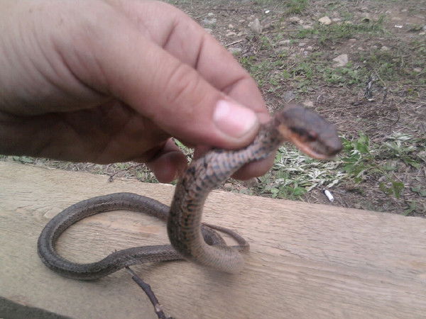 Константин Марков