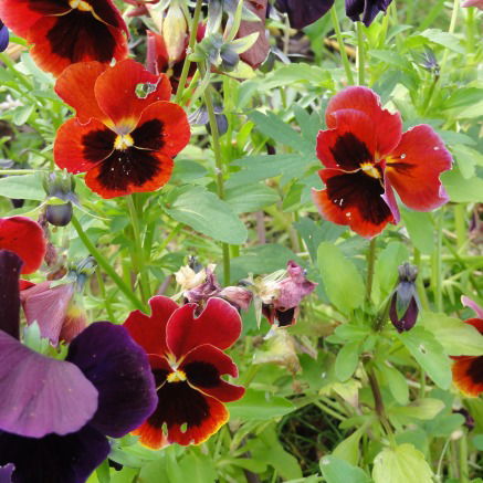 Елена Прохорова