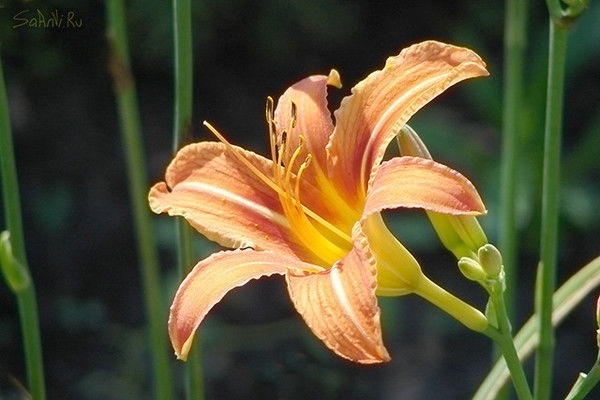 Лариса Савина