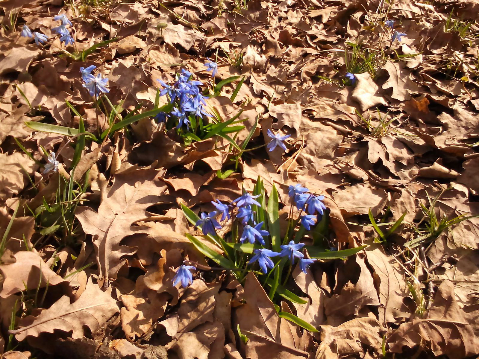 Елена Звягинцева