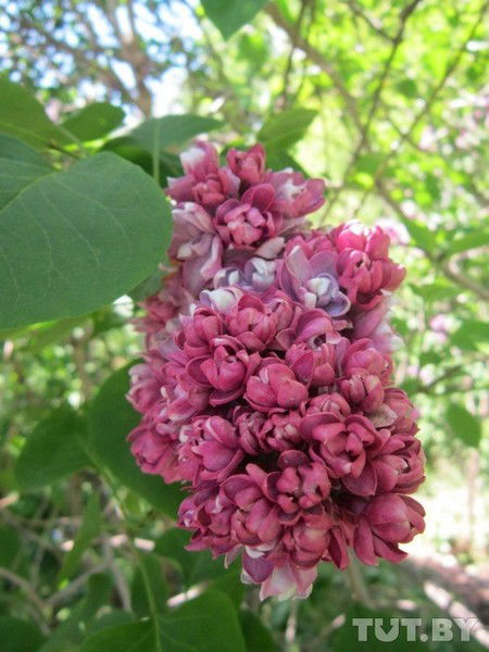 Татьяна Назарова