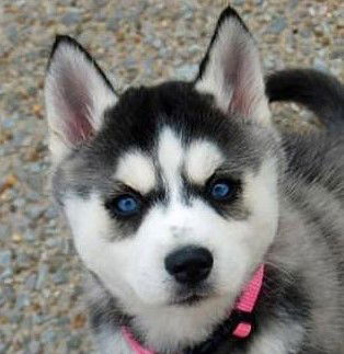 Владимир Злобин