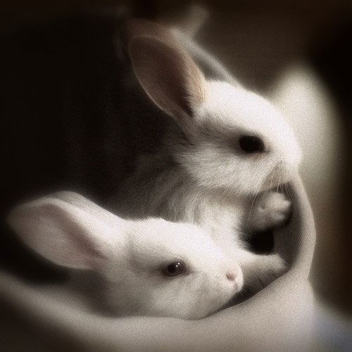 Анастасия Illusion