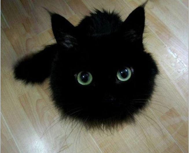 Няшный Котейкинс ^^