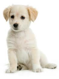 Мира Утенова