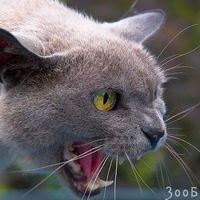 Владик Чемезов